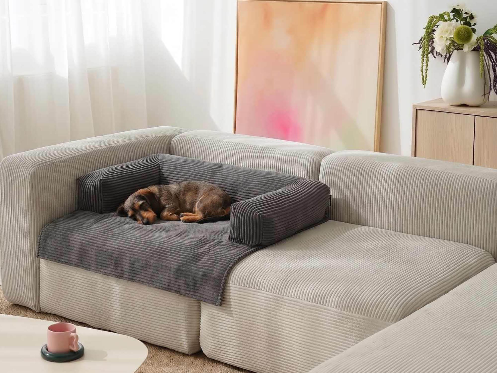 kleiner Dackel liegt und schläft auf der mokebo Cord Haustierdecke in anthrazit auf einem Sofa