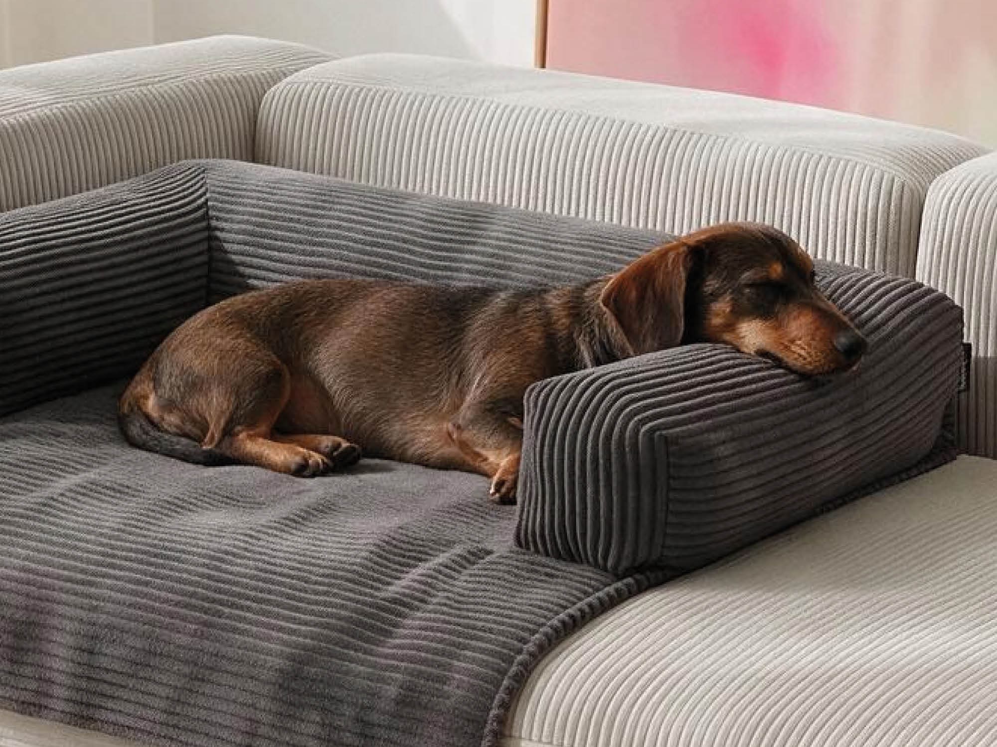 kleiner Dackel liegt  auf der mokebo Cord Haustierdecke 'Nest' in anthrazit auf einem Sofa der Kopf vom Dackel liegt auf dem gepolsterten Rand der Haustierdecke 